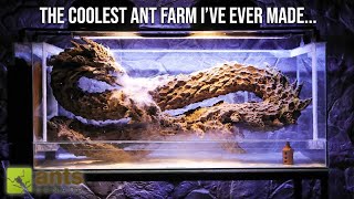 The Coolest Ant Farm Ive Ever Made  quotLEVIATHANquot Ant Tank [upl. by Atiras624]