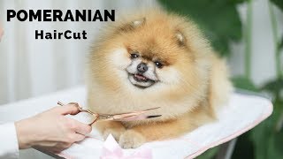 POMERANIAN GROOMING HAIRCUT How to GROOM your POMERANIAN easy at HOME Peluqueria Pomerania Corte [upl. by Nahtanaoj852]