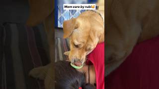 Meri maa 🥰  labra rubi  youtubeshorts shorts labrador dog emotional cute maa trending [upl. by Elin962]