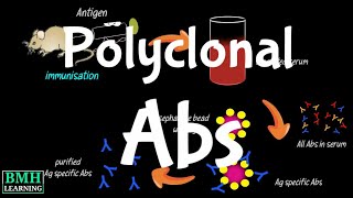 Polyclonal Antibodies  Polyclonal Vs Monoclonal Antibodies  Production Of Polyclonal Antibodies [upl. by Yonita]