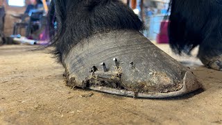 OVERGROWN DRAFT HORSE gets New Shoes [upl. by Jacques233]