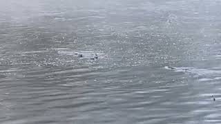 River Otters On the Cowlitz River October 1 2024 [upl. by Neuburger]