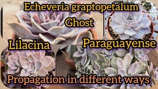 Echeveria graptopetalum Ghost Lilacina  paraguayense propagation different ways  Bloom with SI [upl. by Dorita]