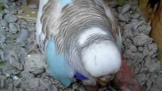 Baby Budgies being Fed [upl. by Magnien]