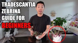 How to propagate and repot Tradescantia  Zebrina or Wandering Jew  with care tips [upl. by Marilin]