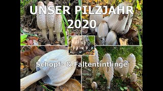 Schopftintling amp Faltentintling  Coprinus comatus amp Coprinopsis atramentaria  Tintlinge [upl. by Aynosal]