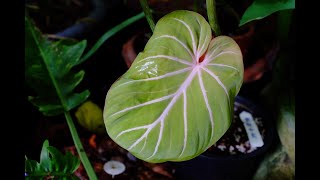 The exotic plantPhilodendron Gloriosum white vein pink back new leaf [upl. by Ainad851]