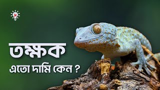 তক্ষক এতো দামি কেন [upl. by Mieka837]