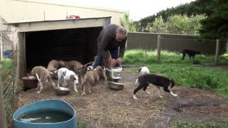 Greyhound care The basics of successful greyhound breeding [upl. by Aneel709]