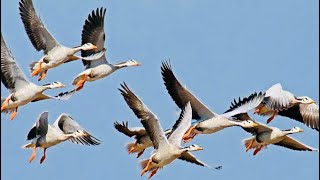 Goose hunting  Bar headed Geese hunting  The Most Beautiful Goose Hunting 2023 [upl. by Winthorpe]