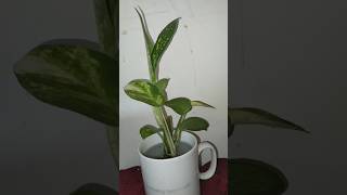 How to Grow Money Plant and Dieffenbachia Propagation from Single Leaf 🌿garden waterplant flower [upl. by Granville]