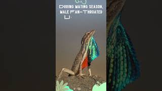 Magnificent FanThroated Lizard [upl. by Pahl15]