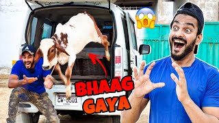 BABY COW BHAAG GAI😭😥 MISHKAT KHAN  PET VLOG [upl. by Enoitna]