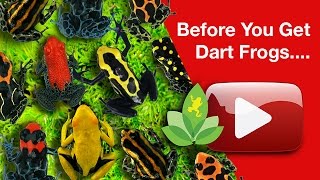 Before You Get Dart Frogs [upl. by Primrose]