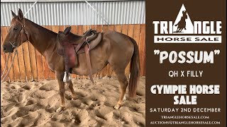 Gympie Horse Sale “Possum” [upl. by Aiblis363]