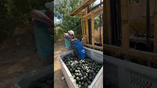 Fernando de Michoacán levantado bolsa de 200 libras yena de aguacates🥑🥑🥑🥑 [upl. by Jobey361]