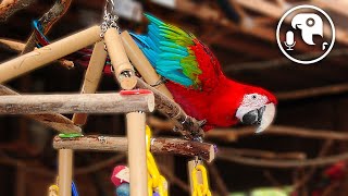 Keeping Parrots CAGELESS  Parrot Training Podcast Ep 14 [upl. by Alitta]