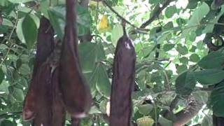 How to Harvest Fresh Raw Carob Pods out of a Ceratonia Siliqua Tree [upl. by Serafine384]