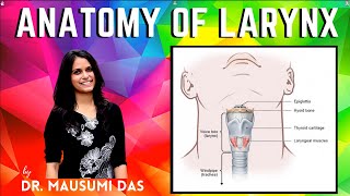 Anatomy of Larynx  Extent Parts Blood supply Lymphatic drainage Mucous membrane [upl. by Augie]