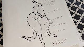 Kangaroo Diagram। How To Draw Kangaroo Easily। कंगारू का चित्र। kangaroo marsupial bio longvideo [upl. by Hyde]