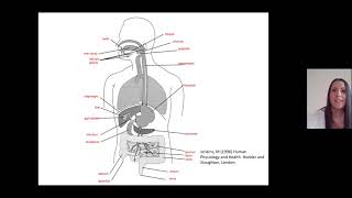 Digestive System [upl. by Gilbye]