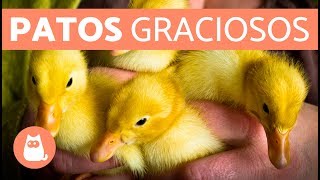 Cute Duckling Reloaded  Patos graciosos [upl. by Nelleus142]