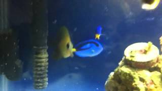 New Hippo Tang in the 20 Gallon Saltwater Nano Tank [upl. by Christmann980]