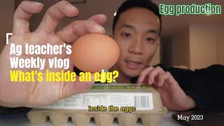 What are inside an chicken egg [upl. by Goldi591]