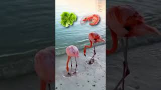 How Flamingos Get Their Pink Color [upl. by Namra]