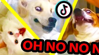 oh no oh no oh no no no TikTok meme with Pets Only  TikTok Compilation Part 2 [upl. by Leirvag]