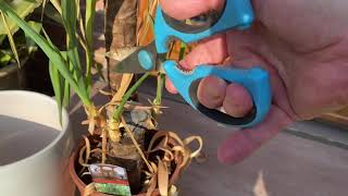 How to revive Yucca an almost dead houseplant Yucca [upl. by Elenaj53]