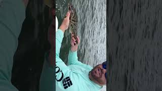 Catching Northern Kingfish NJ Fishing [upl. by Habas310]