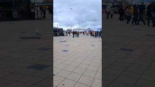 Scheveningen Beach🏖 amsterdam beach scheveningen gulls wind 2024 summer [upl. by Guevara631]