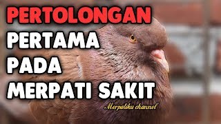 CARA MENGOBATI BURUNG DARA SAKIT  MERPATIKU [upl. by Alehs]