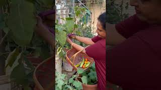 Happy gardening 🌻🌻🌻 garden seetha villagechef gardening gardeningtips delicious food vlog [upl. by Oakie]