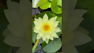 Nymphaea mexicana Mexican yellow water lily墨西哥黄金莲 [upl. by Onailerua]