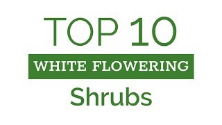 Top Ten White Flowering Shrubs [upl. by Ailam554]