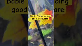 Baby Platies updatefishtank fish tropicalfish aquarium nature aquatic tropicaltank [upl. by Novaat]