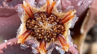 SUBHarvesting Lithops Seed Pods From Flower to Seed [upl. by Estell]