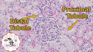 Kidney Histology  Proximal vs Distal Tubules  Urine for a Good Time [upl. by Earahs672]