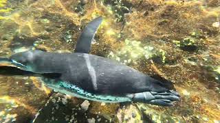 Galapagos Wildlife Penguins [upl. by Rorrys]