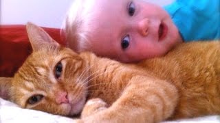 Cats Dogs And Adorable Babies Compilation NEW [upl. by Wappes]