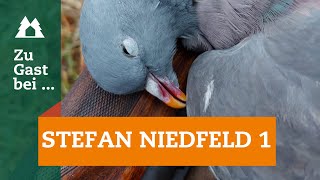 Taubenjagd in Ostfriesland  Zu Gast bei … Stefan Niedfeld  Flintenjagd  Krähenjagd  unsere Jagd [upl. by Dnomal]