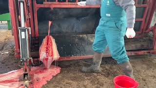 HUGE Abscess on Bull Lanced [upl. by Ahsirat]