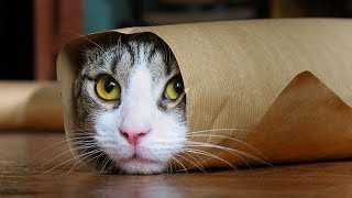 Funny Cats Compilation Most Popular Part 2 [upl. by Donelson347]