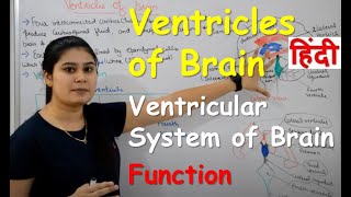 Ventricles of Brain in Hindi  Choroid plexus  Structure  Location  Functions [upl. by Patman]