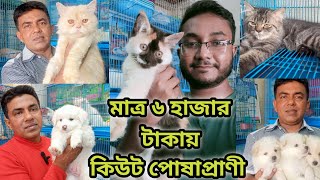 Katabon animal market in bangladeshGerman Spitz Lhasa Apso Persian Cat Dog and cat price 2024 [upl. by Socin764]