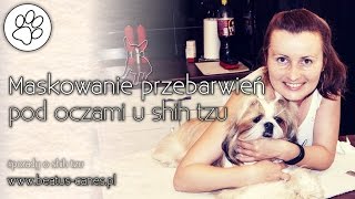 Maskowanie przebarwień pod oczami u shih tzu [upl. by Ennairek]