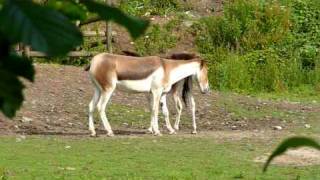 Equus Onager Hemionus Onagres [upl. by Jaquelyn746]