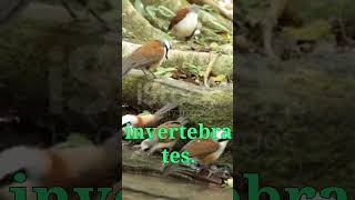 Whitecrested Laughing Thrush 🐦🧑‍🎤The Vocal Performer of the Forest shotrsviral nature animals [upl. by Sheridan]